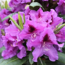 Рододендрон гибридный Распутин (Rhododendron hybridum Rasputin)