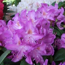Рододендрон Пурпуреум Грандифлорум ( Rhododendron Purpureum Grandiflorum)