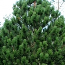 Сосна Гельдрейха Малинки (Pinus leucodermis Malinki)