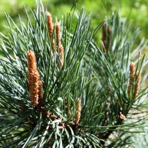 Сосна обыкновенная (Pinus silvestris)