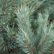 Сосна обыкновенная Глаука (Pinus sylvestris Glauca)